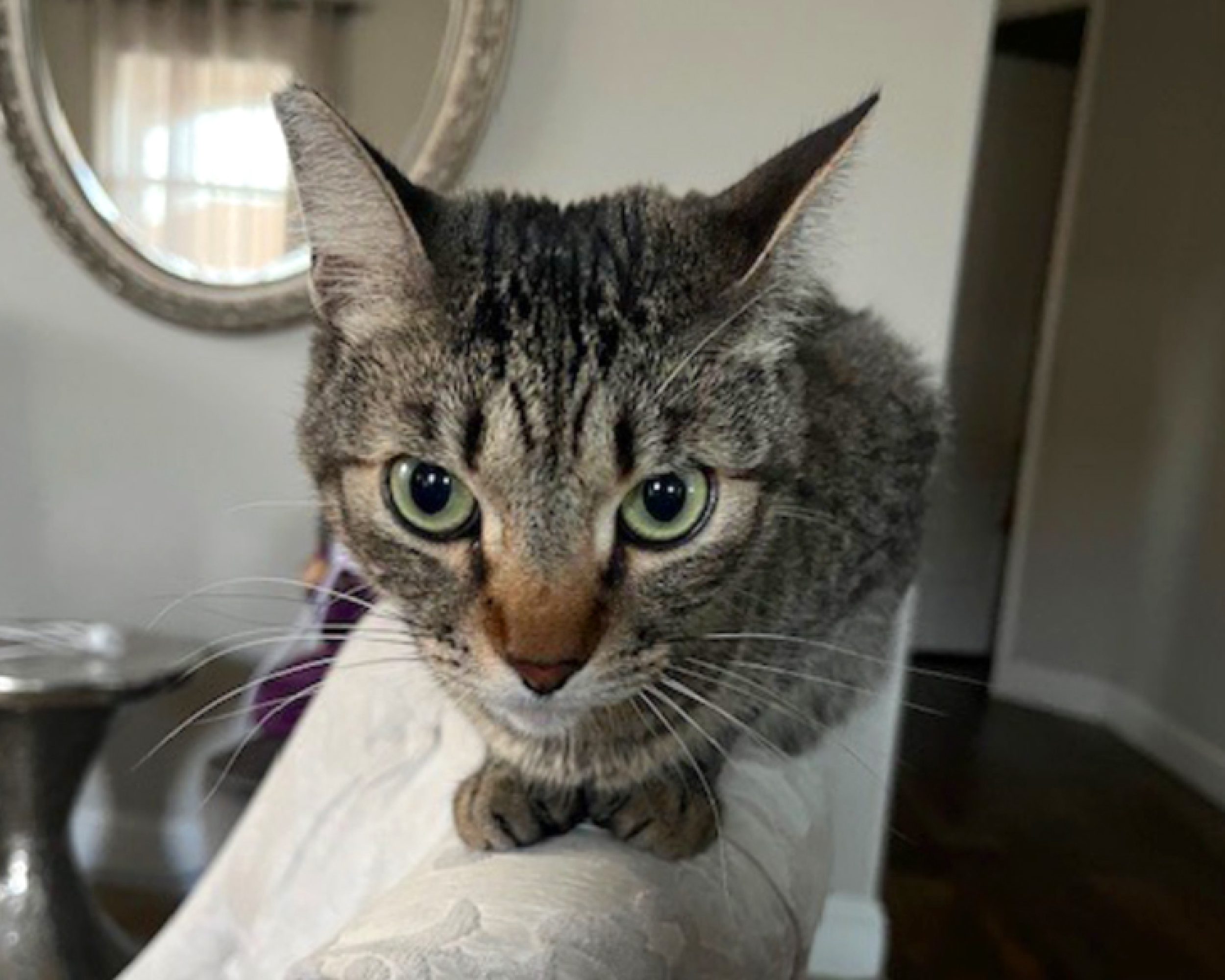 Athena Cat Testimonial