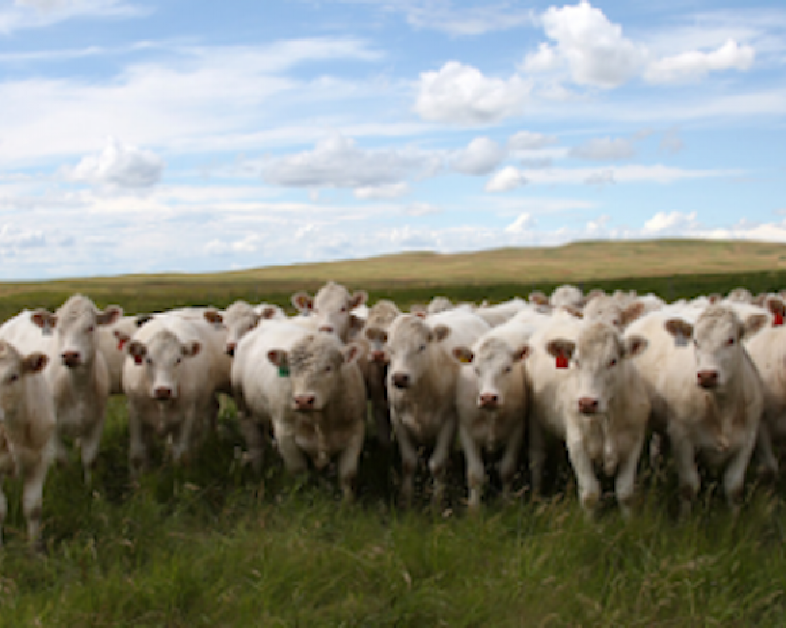 Charolais-cattle-300x218