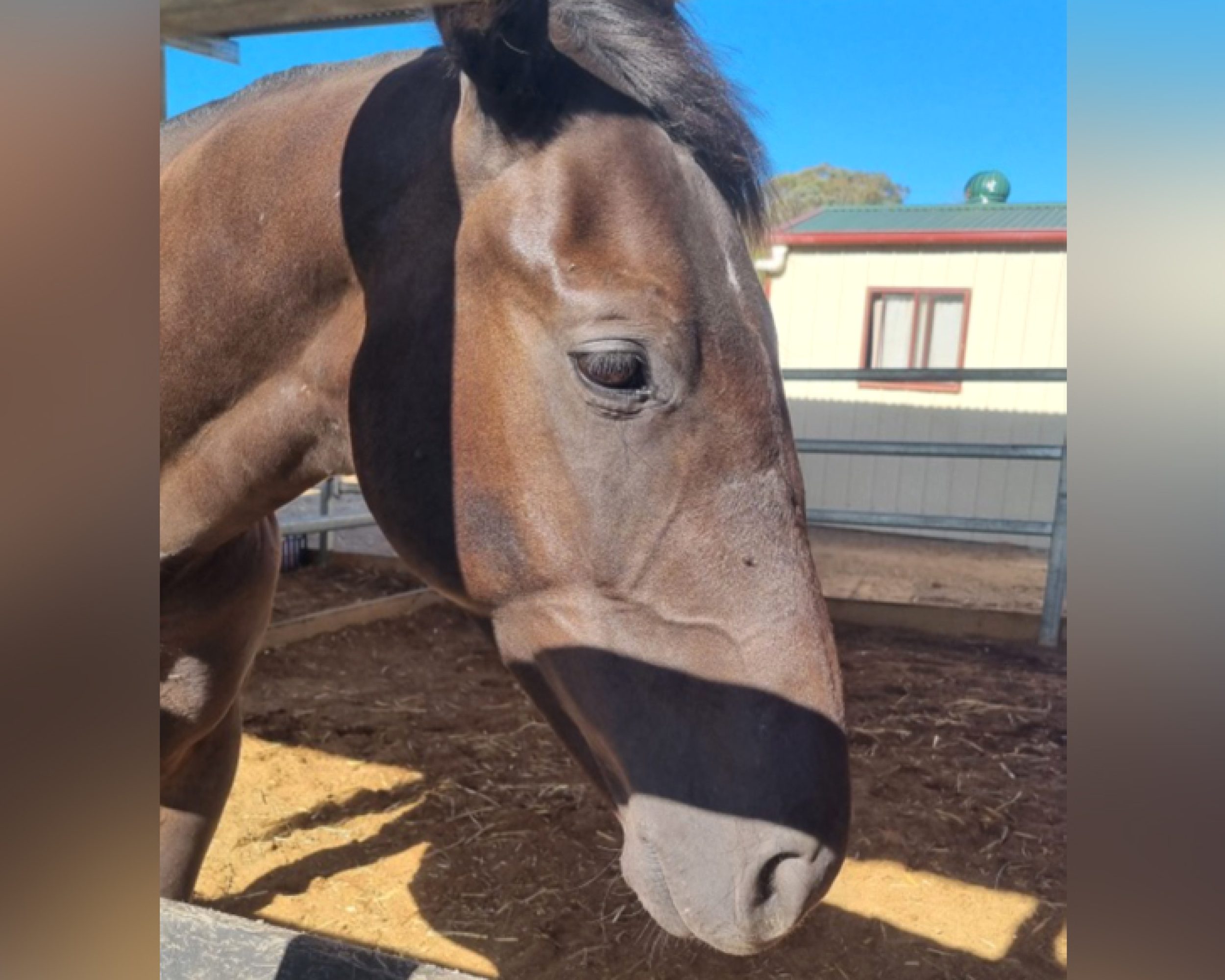 Healing Fancy Man's Fetlock Joint
