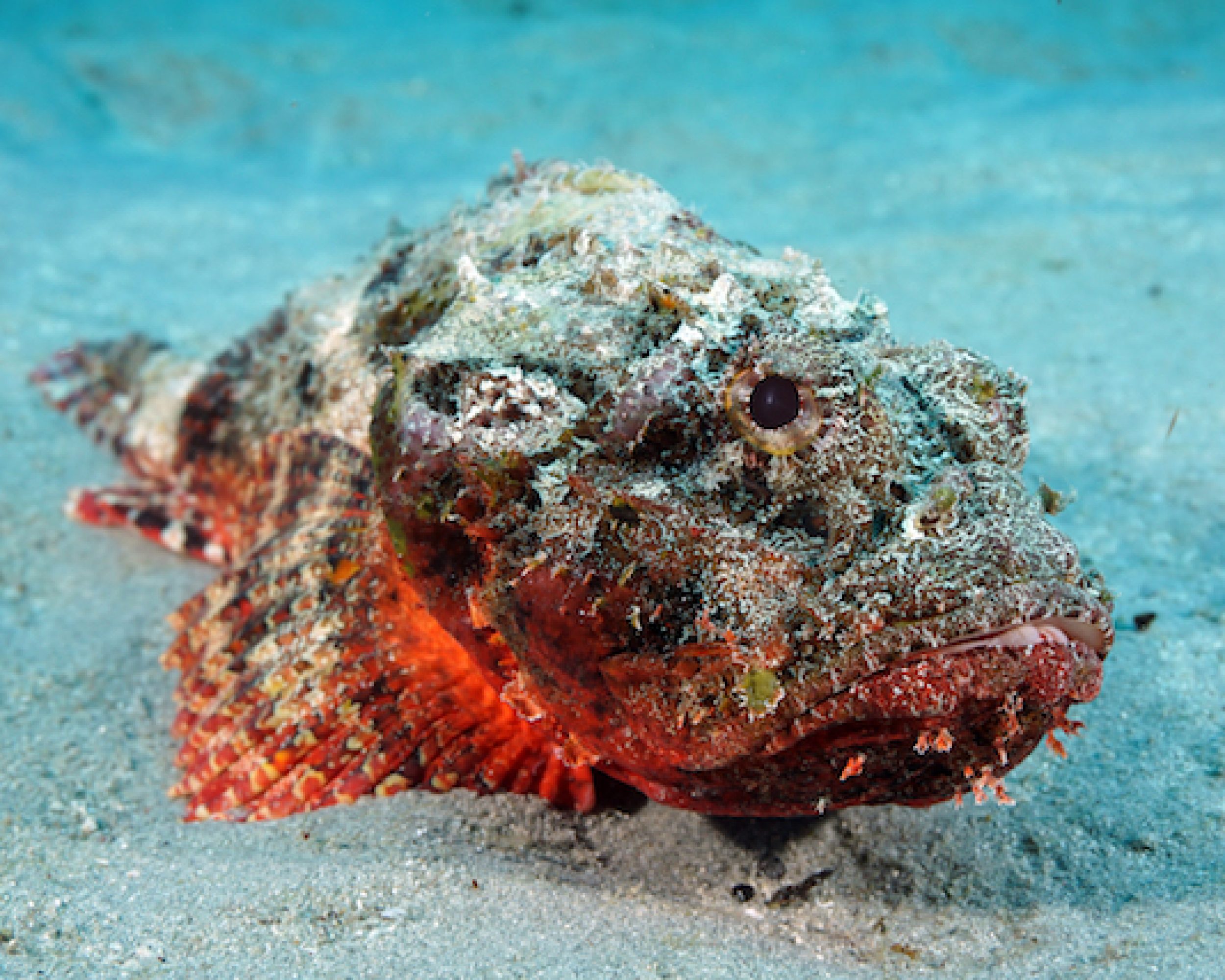 Stonefish in the Sand