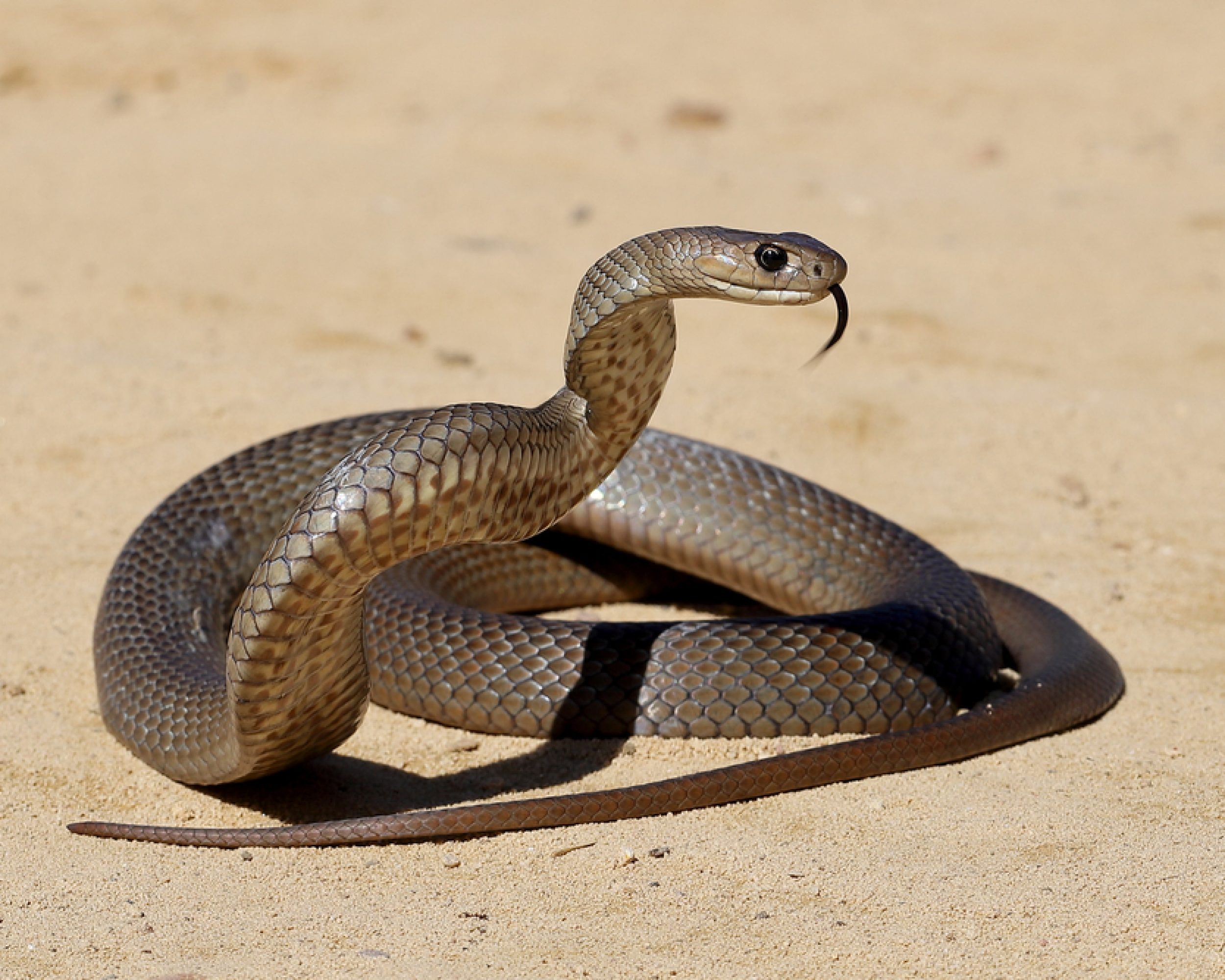 Australian,Highly,Venomous,Eastern,Brown,Snake,In,Striking,Position